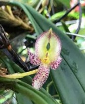 Bulb macranthum v semi alba